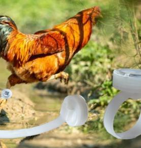 RFID arda dorrahi maaqatta loowoh anklet, RFID gexo dorrahi maaqatta loowo anklet, RFID camaama maaqatta loowo anklet, 2.4G RFID maaqatta loowo anklet